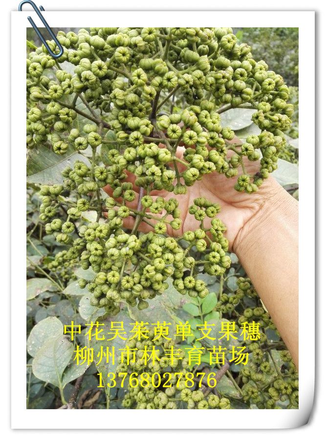 中花吴茱萸苗