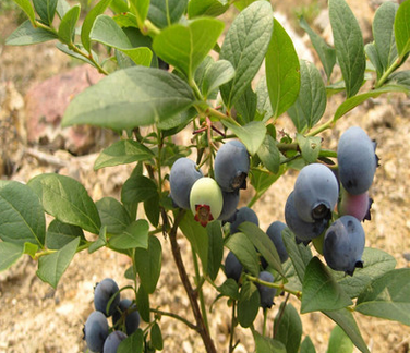 优质蓝莓苗基地三年生兔眼蓝莓苗常年供应品种纯正图片