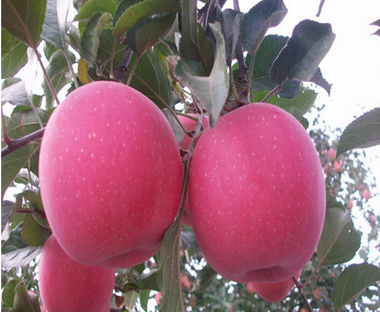 批发苹果树品种苹果树价格红肉苹果树图片