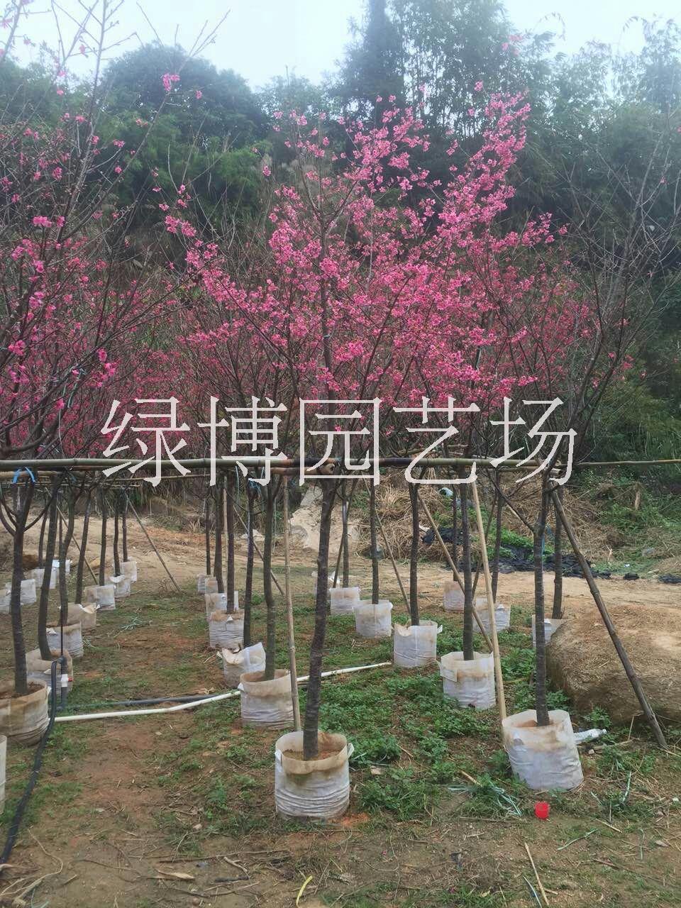 云南山樱花，云南山樱花种植基地，云南山樱花联系电话，福建山樱花价格，云南山樱花供应商