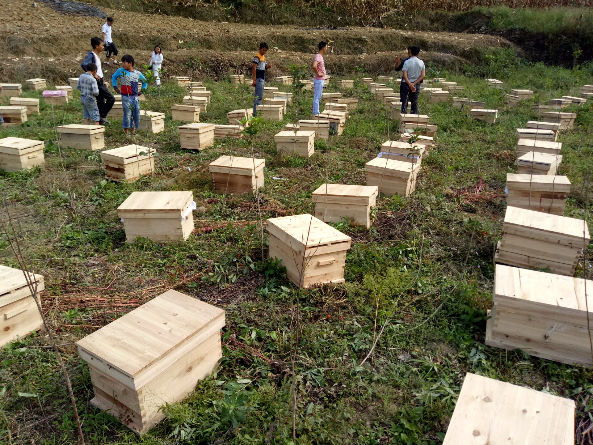 贵州蜜蜂养殖 贵州毕节中蜂出售 贵州阿里犹蜜蜂养殖场 贵州毕节蜜蜂养殖毕节中蜂出售