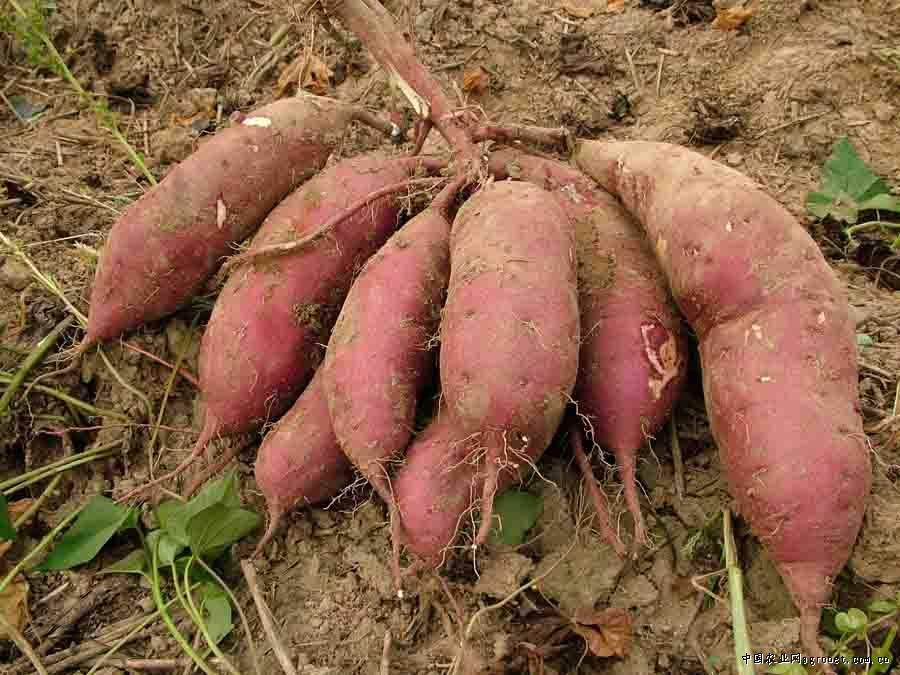 山东红薯批发 德州红薯批发基地 红薯种植园