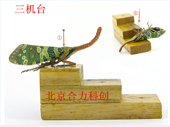 展翅板 平板展翅  蝴蝶标本制作工具 板