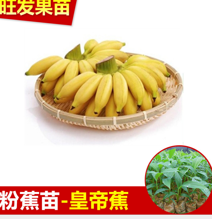 供应优良新品种金粉1号粉蕉苗皇帝蕉又称贡蕉 正品 大量出售