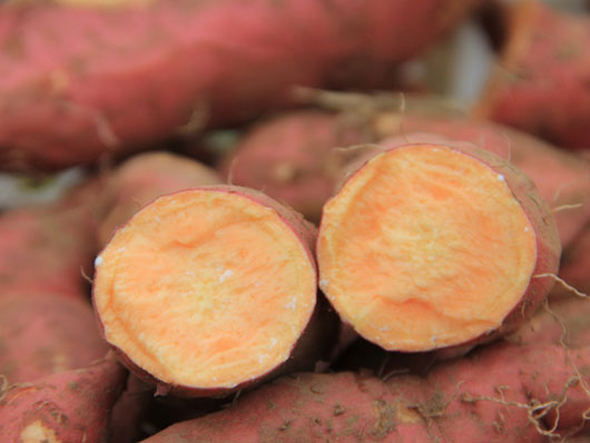 山东红薯种植批发  山东红薯批发 德州红薯批发基地 红薯种植园