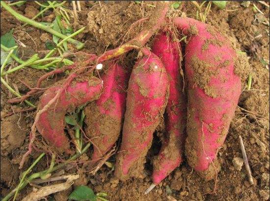 山东红薯种植批发  山东红薯批发 德州红薯批发基地 红薯种植园