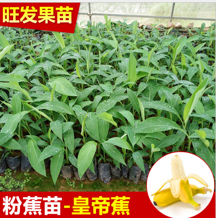 供应优良新品种金粉1号粉蕉苗皇帝蕉又称贡蕉 正品 大量出售