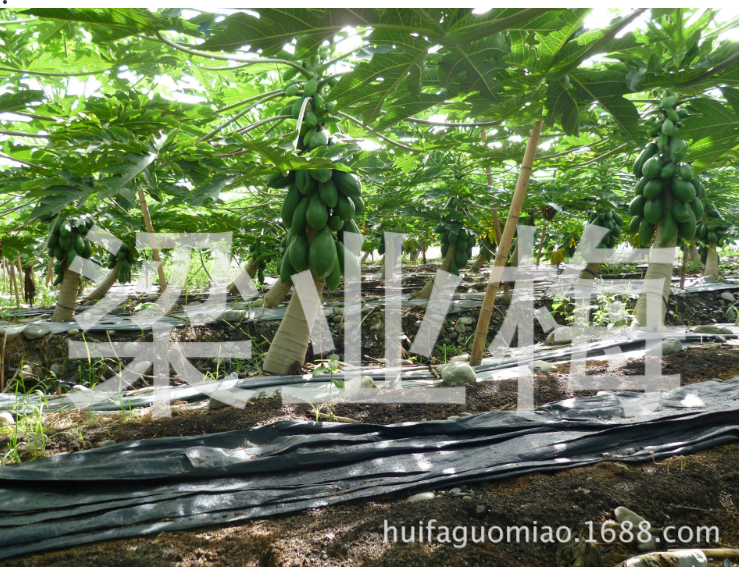 长期销售夏威夷木瓜种子 日升木瓜种子 番木瓜种子种苗 发芽率高 经销批发台湾红贵人木瓜种子图片