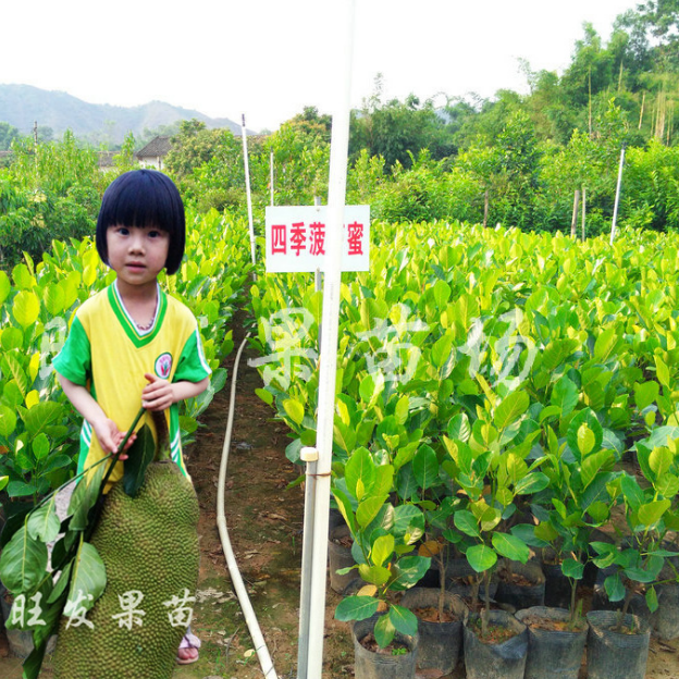 新品种马来西亚1号四季菠萝蜜苗木 木菠萝树菠萝果树苗 热带水果图片