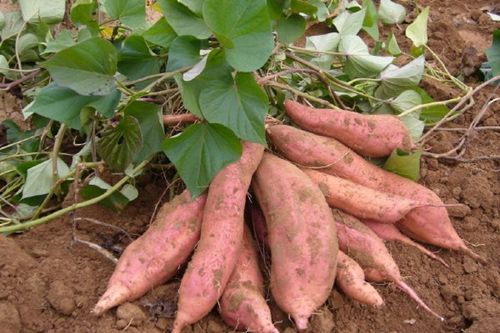 山东红薯批发 德州红薯批发基地 红薯种植园  山东红薯植基地 山东薯苗价格优惠