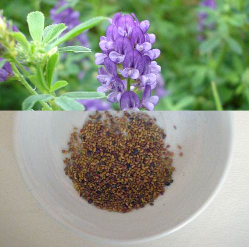 石家庄提供优质紫花苜蓿种子芽率高价格优惠图片
