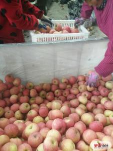 红富士苹果山东红富士小苹果红富士苹果批发基地