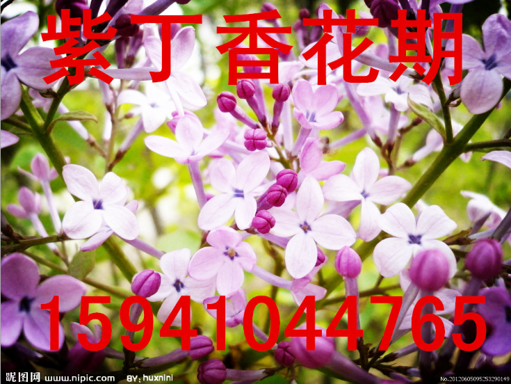 出售 紫丁香播种苗 绿篱苗 四季丁香绿篱苗