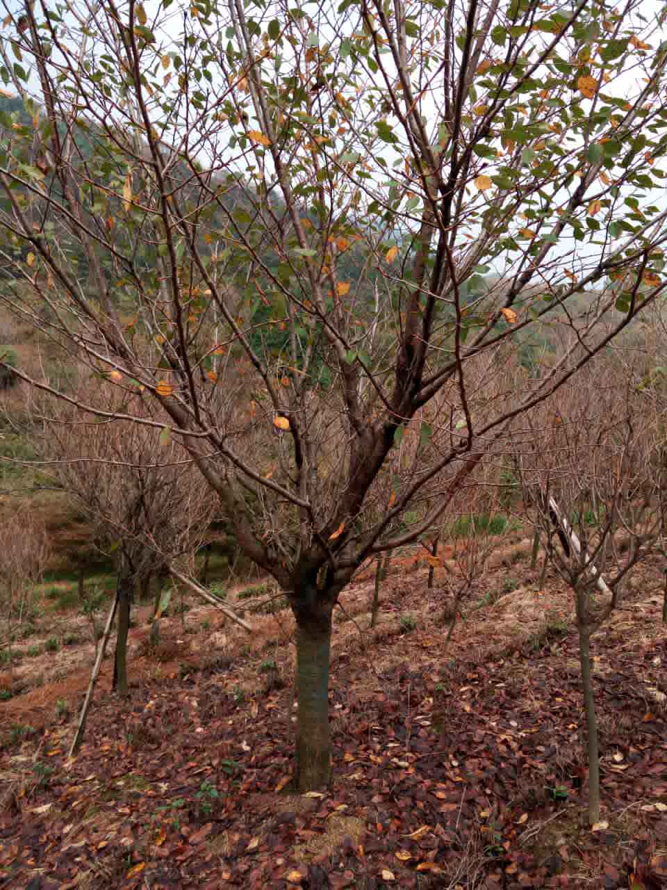 浙江日本晚樱种植基地供应日本晚樱生产基地日本晚樱生产出售供应日本晚樱批发图片