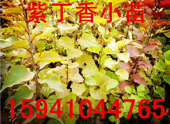 出售 紫丁香播种苗 绿篱苗 四季丁香绿篱苗