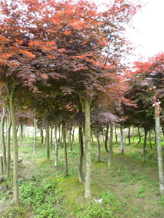 红枫苗木图片