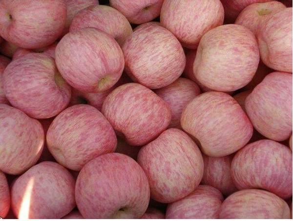水果批发山东苹果产地最新批发价价红富士苹果图片