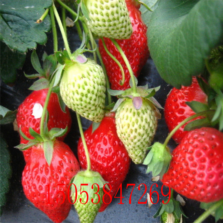 草莓苗大棚草莓苗 云南地区适合种植的草莓苗 红颜草莓苗品种有保证图片