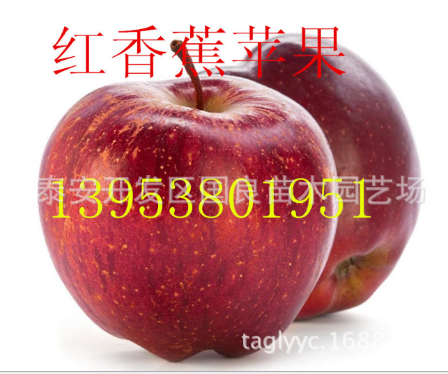 矮化苹果树苗 矮化中间砧烟富系列苹果树苗图片