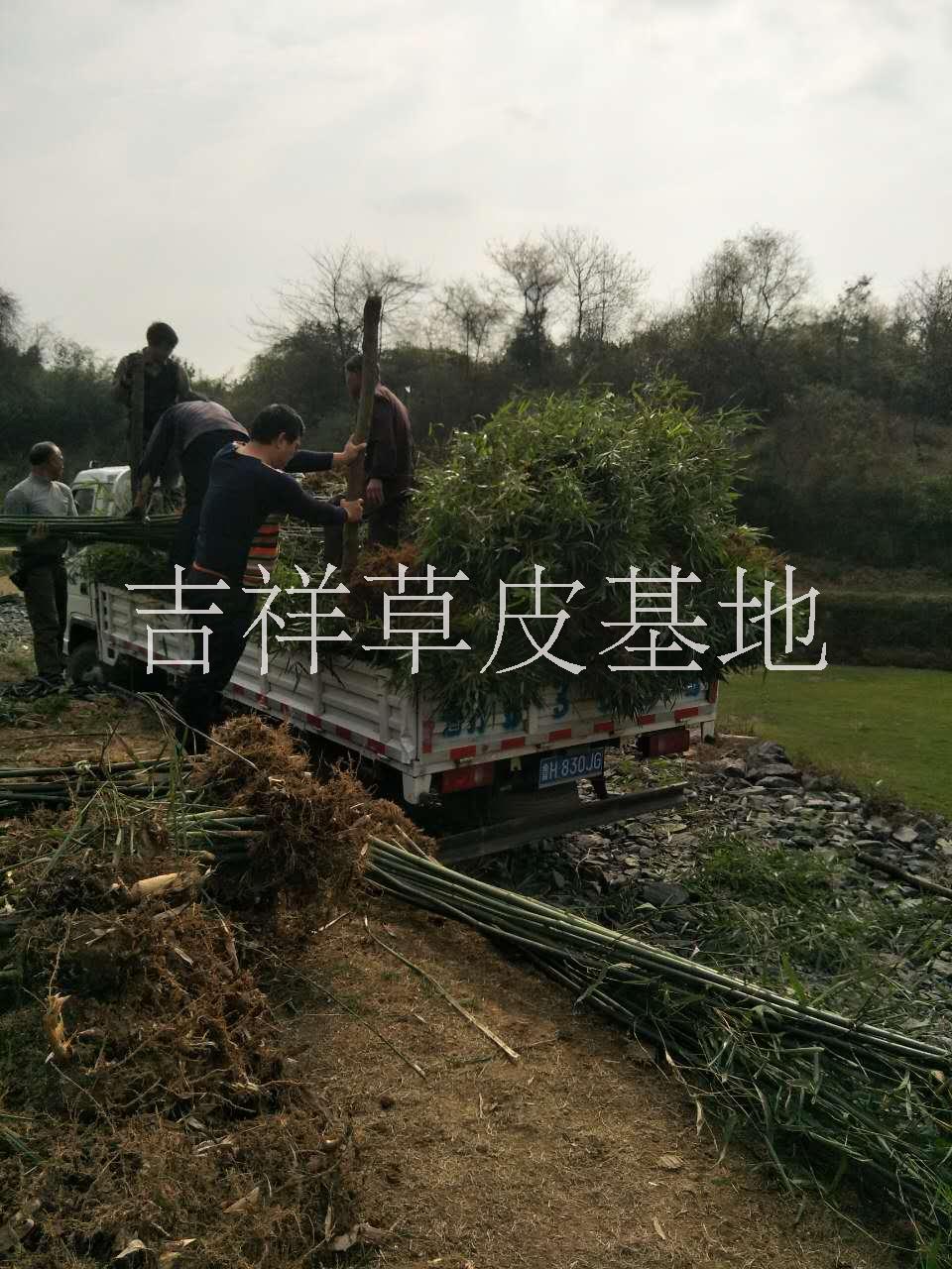 刚竹广西南宁基地大量销售各种竹子，价格优惠货到付款