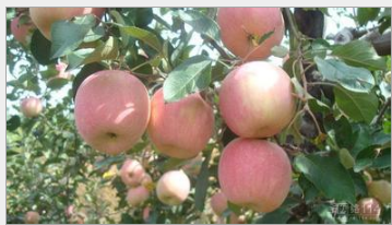 苹果树新品种-陕西早熟苹果苗苹果树新品种-陕西早熟苹果苗，新品种-秦阳