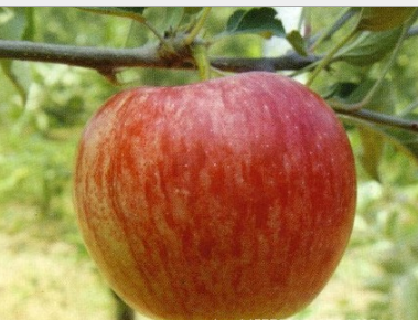渭南市苹果树新品种-陕西早熟苹果苗厂家苹果树新品种-陕西早熟苹果苗，新品种-秦阳