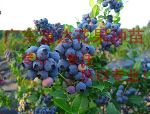 供应蓝莓苗、蓝莓盆栽苗、广东蓝莓种植