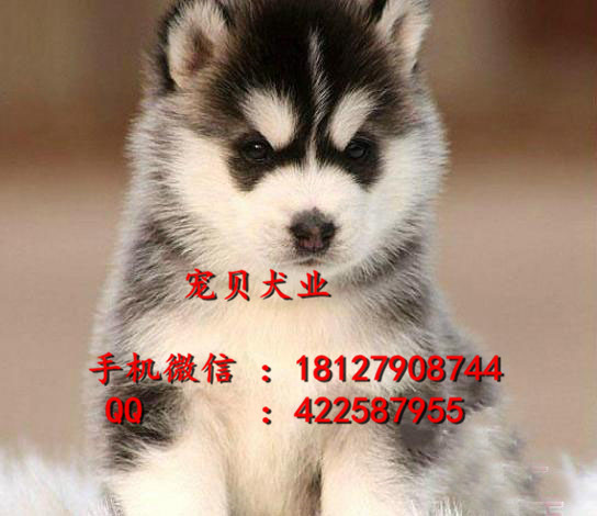 广州哪里有卖哈士奇犬广州纯种哈士奇