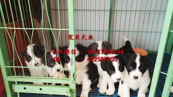 广州纯种边境牧羊犬价格多少图片