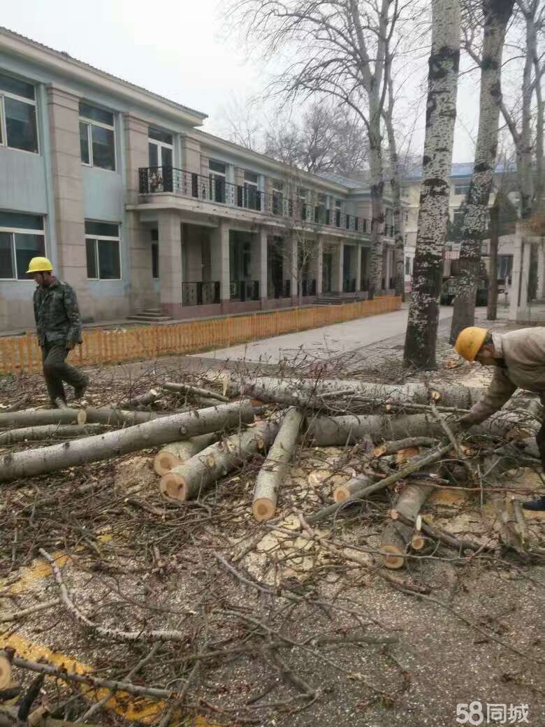广州专业砍树 学校园区专业砍树团队 寻找砍树工程团队 专业砍树承包