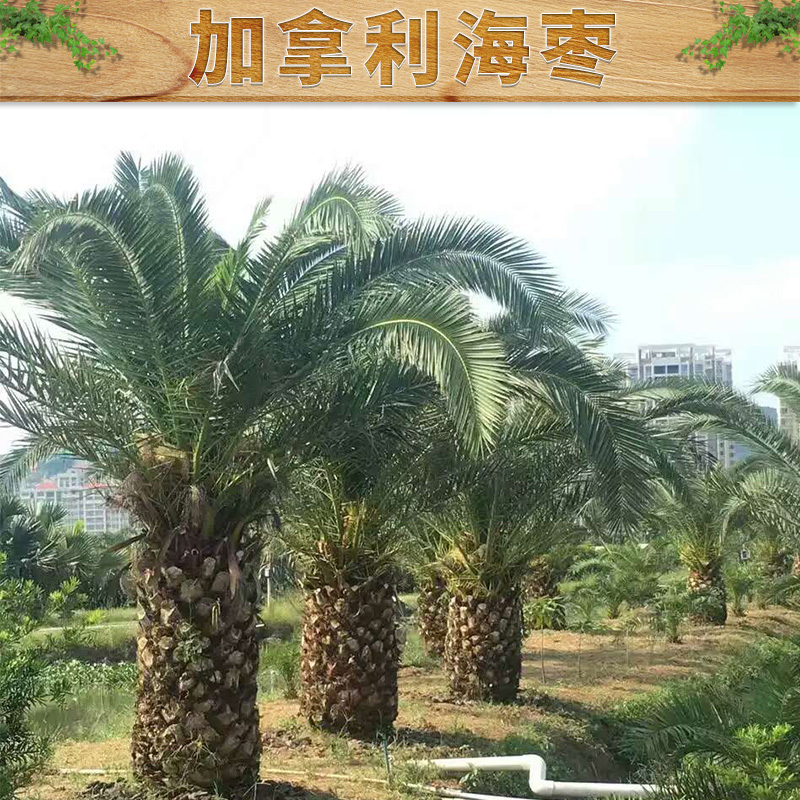 加拿利海枣出售高档的棕榈科植物，适合海边生长，行道庭院绿植图片