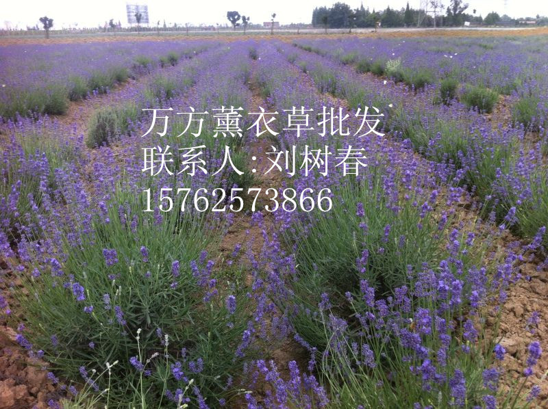 批发薰衣草 薰衣草基地批发价格＆薰衣草管理--万方