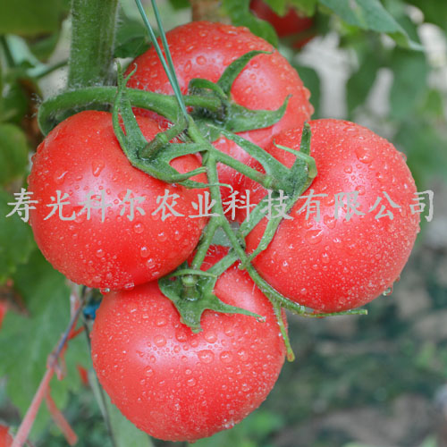 科尔种业供应玛利亚番茄种子 瑞星五号番茄种子、瑞星大宝番茄种子