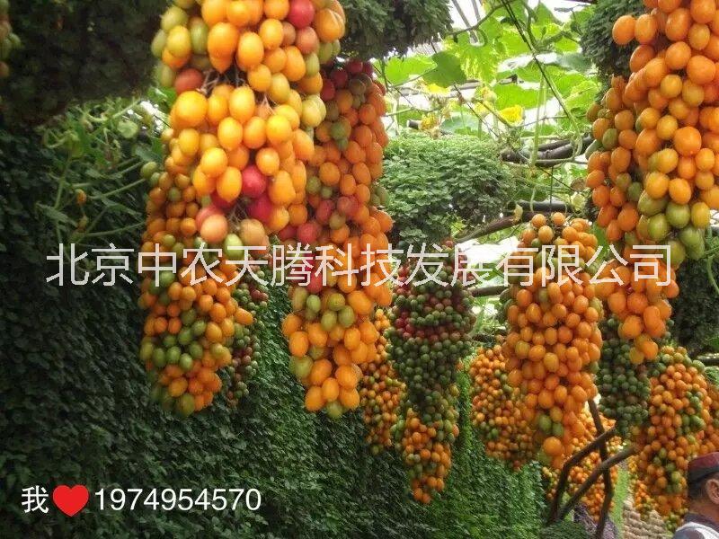 北京市黑宝番茄种子厂家