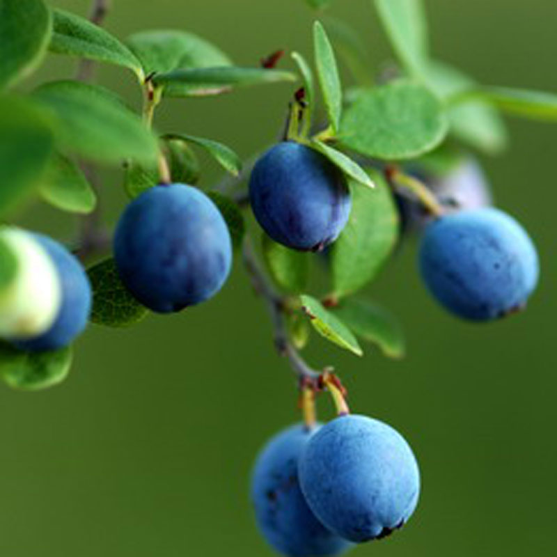 蓝莓苗批发 蓝莓苗批发各种蓝莓苗
