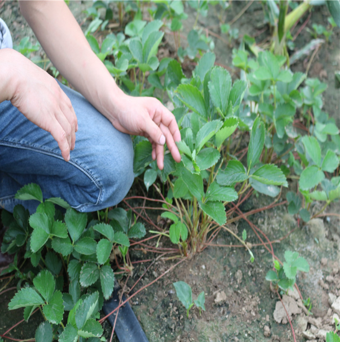 基地大量批发法兰地草莓苗 抗病虫害法兰地草莓苗 欢迎选购