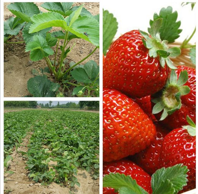 全明星草莓苗培育基地 品种全明星草莓苗批发 预售全明星种苗图片