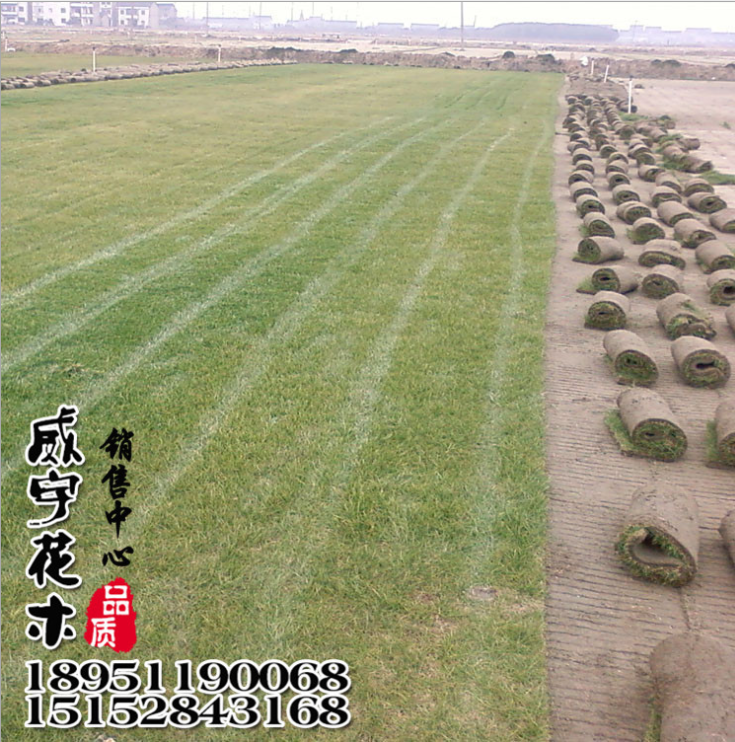 宿迁市进口狗芽根草坪种子厂家进口狗芽根草坪种子 百慕大 耐践踏 操场高尔夫专用 量大优惠