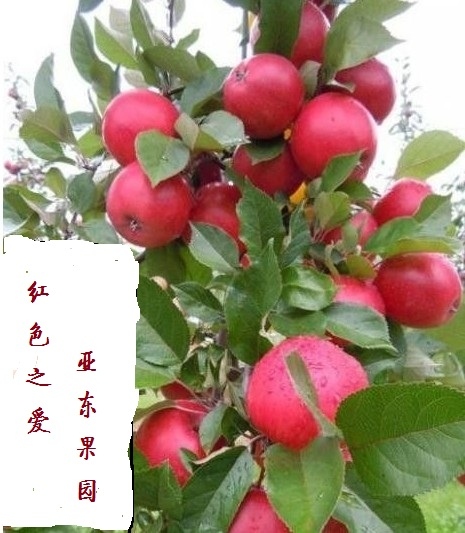 红色之爱苹果苗（红肉苹果） 苗木基地