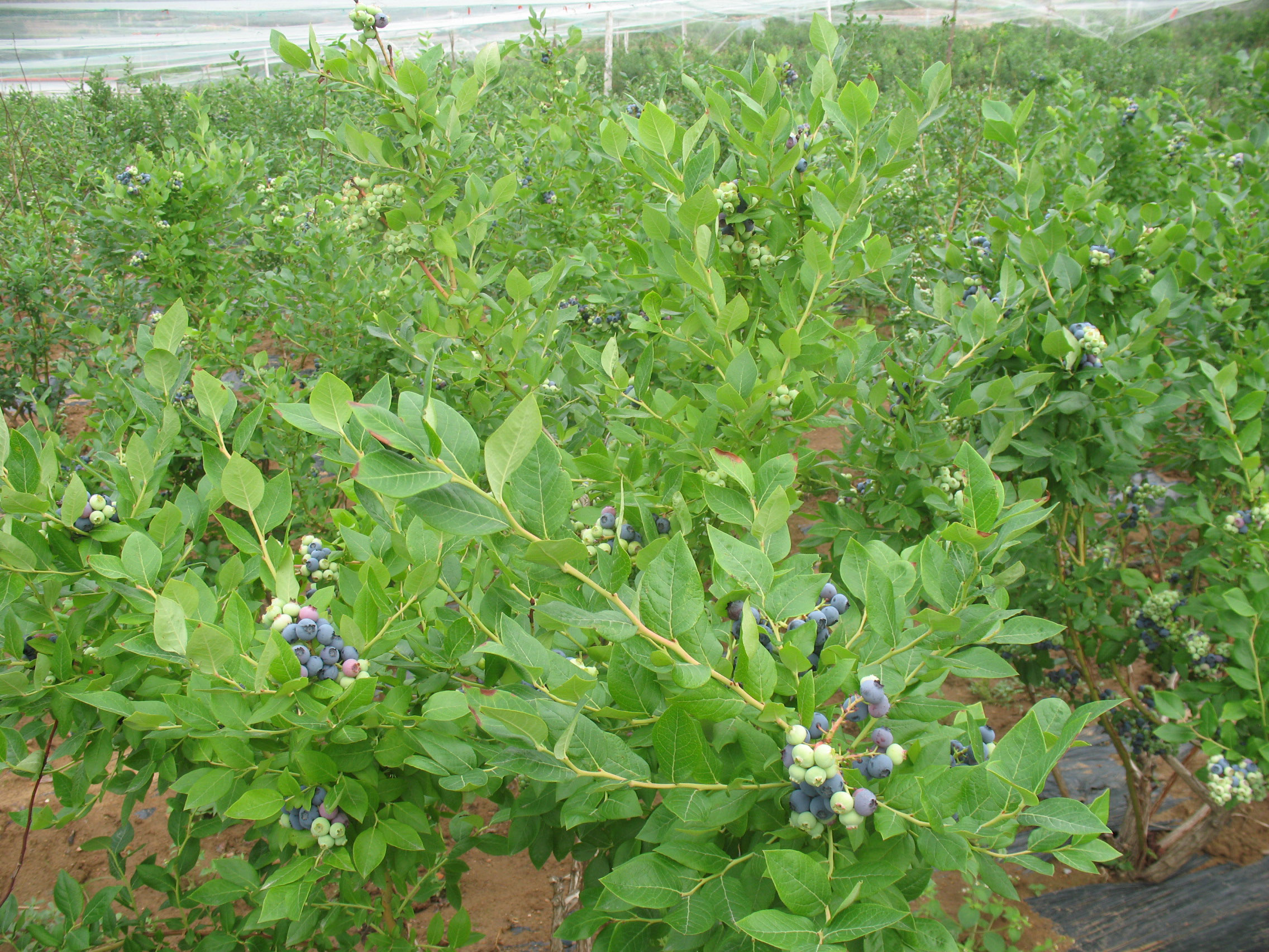 蓝莓四季苗  苗木基地 蓝莓四季苗基地