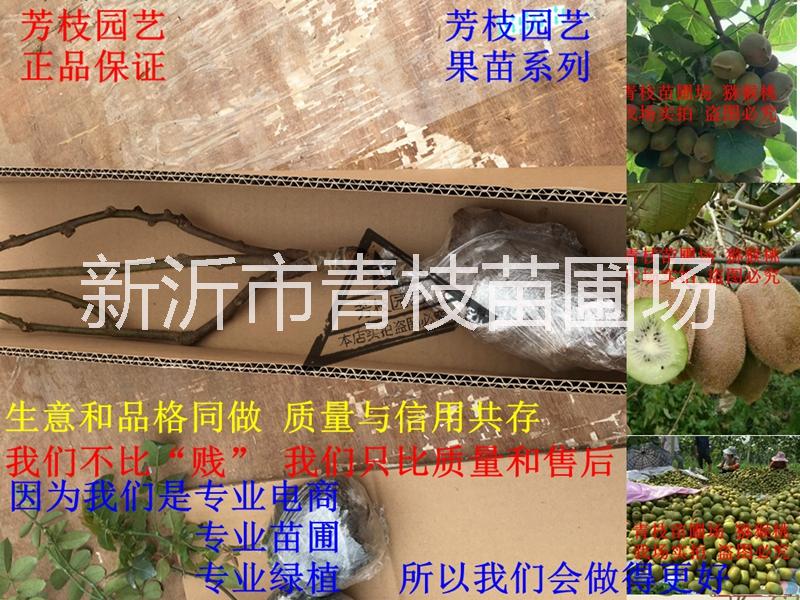 徐州市猕猴桃苗嫁接猕猴桃树苗多品种红心厂家猕猴桃苗嫁接猕猴桃树苗多品种红心