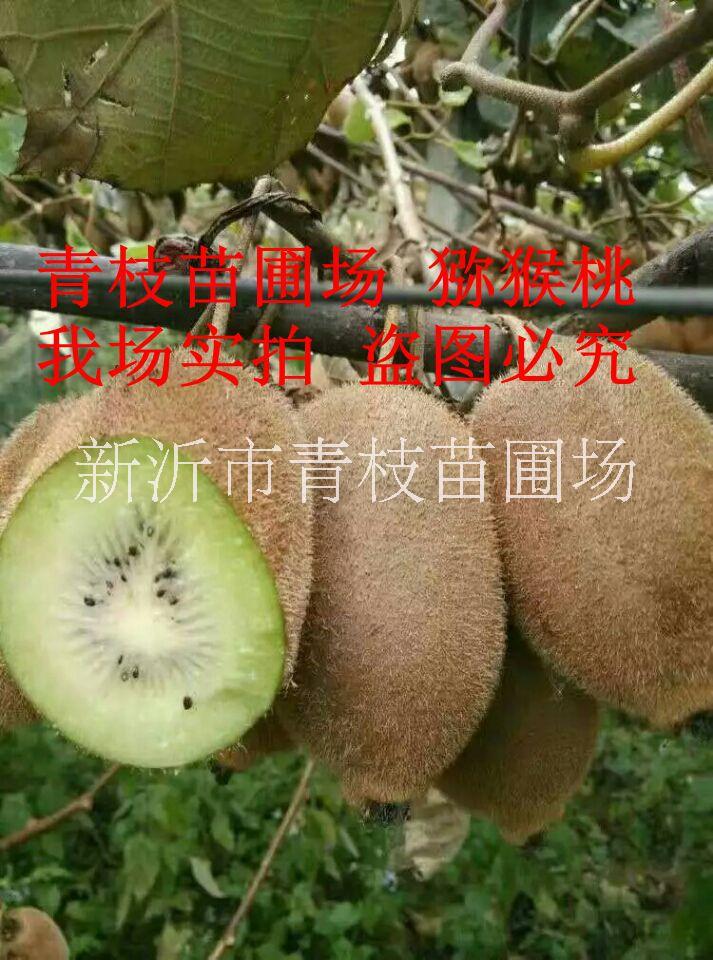 徐州市猕猴桃苗嫁接猕猴桃树苗多品种红心厂家