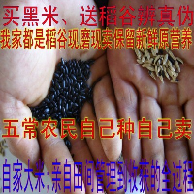 东北特产五常黑米有机鸭稻黑香米煮粥米糊农民自产自销贡米硕宝龙黑香米图片