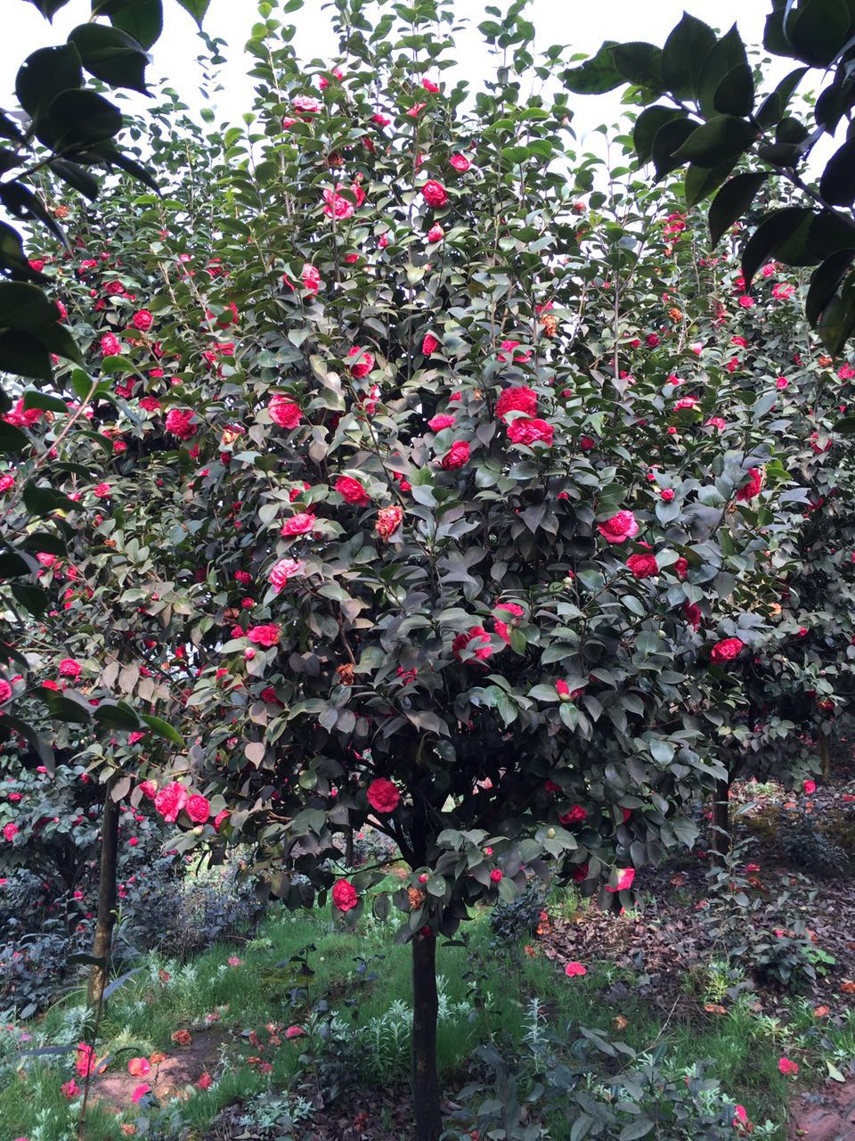 宜宾茶花宜宾茶花/宜宾茶花基地/宜宾茶花苗