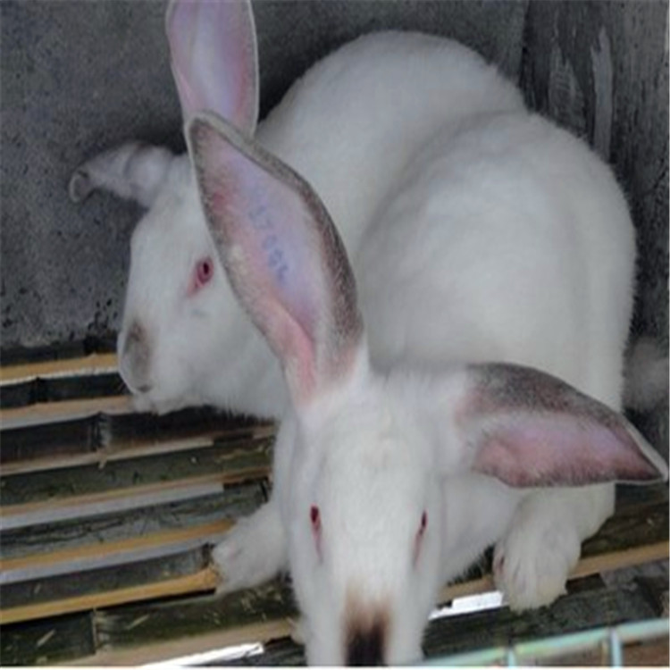 嘉祥县永旺肉兔养殖场出售优质肉兔图片