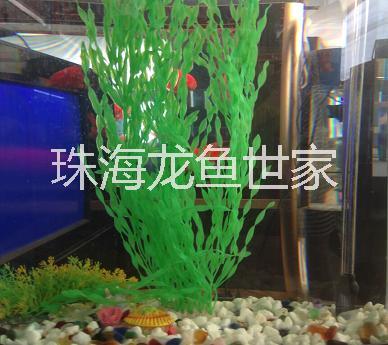 可丽爱品牌鱼缸 中国高端水族产品 可丽爱品牌鱼 缸珠海鱼缸