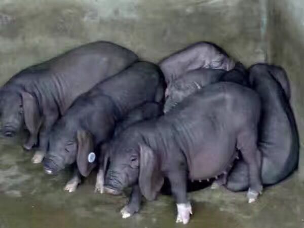 江苏太湖母猪销售   三元猪养殖