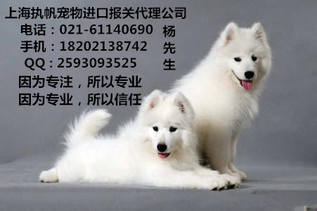 上海宠物报关公司、宠物报关报检、宠物回国入境上海清关隔离图片