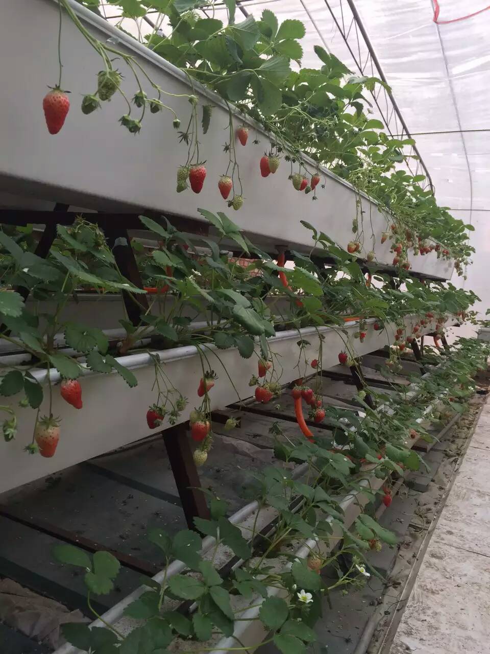莱芜恒昌盛 草莓槽 种植槽栽培槽