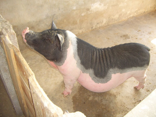 常年提供宠物猪.常年提供巴马香猪种猪.巴马香猪种猪价格 纯种香猪